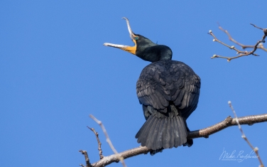 Double-Crested-Cormorant-(Phalacrocorax-auritus)