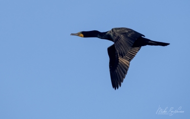 Double-Crested-Cormorant-(Phalacrocorax-auritus)