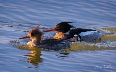 ?ed-breasted-?ergansers-(Mergus-serrator)