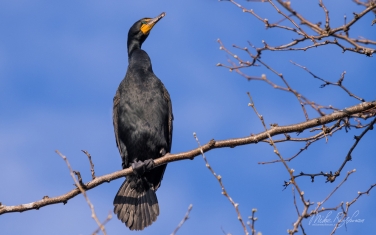 Double-Crested-Cormorant-(Phalacrocorax-auritus)