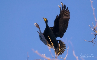 Double-Crested-Cormorant-(Phalacrocorax-auritus)