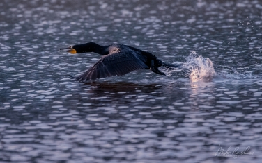 Double-Crested-Cormorant-(Phalacrocorax-auritus)