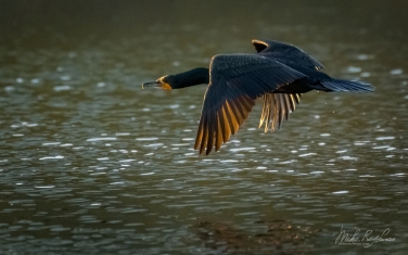 Double-Crested-Cormorant-(Phalacrocorax-auritus)