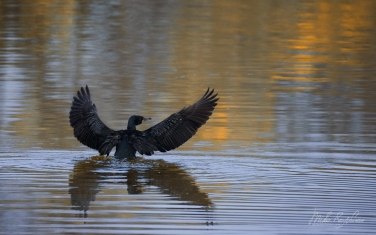 Double-Crested-Cormorant-(Phalacrocorax-auritus)