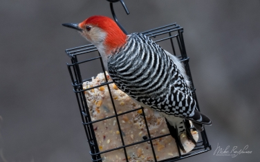 Red-Bellied-Woodpecker-(Melanerpes-carolinus)
