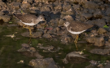Solitary-Sandpiper-(Tringa-solitaria)
