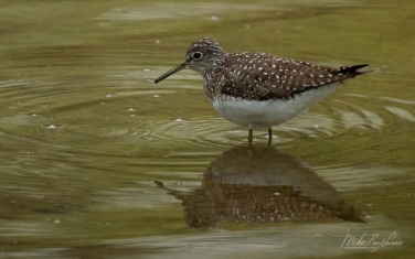 Solitary-Sandpiper-(Tringa-solitaria)