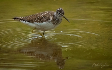 Solitary-Sandpiper-(Tringa-solitaria)
