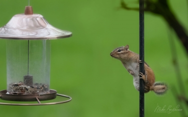 Eastern-Chipmunk-(Tamias-striatus)