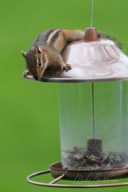 Eastern-Chipmunk-(Tamias-striatus)