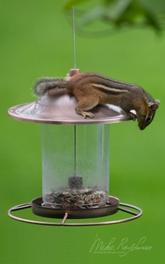 Eastern-Chipmunk-(Tamias-striatus)