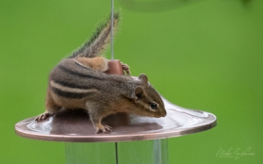 Eastern-Chipmunk-(Tamias-striatus)