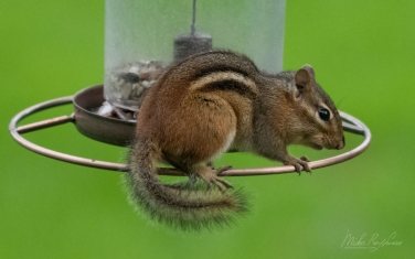 Eastern-Chipmunk-(Tamias-striatus)