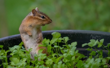 Eastern-Chipmunk-(Tamias-striatus)