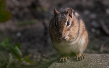 Eastern-Chipmunk-(Tamias-striatus)