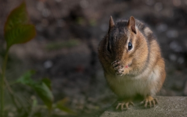 Eastern-Chipmunk-(Tamias-striatus)