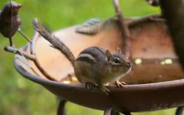 Eastern-Chipmunk-(Tamias-striatus)