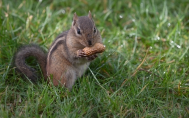 Eastern-Chipmunk-(Tamias-striatus)