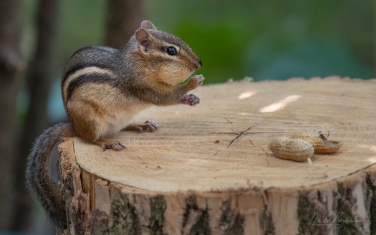 Eastern-Chipmunk-(Tamias-striatus)