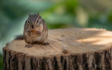 Eastern-Chipmunk-(Tamias-striatus)