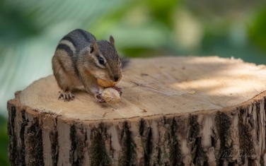 Eastern-Chipmunk-(Tamias-striatus)