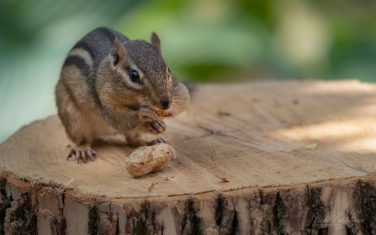 Eastern-Chipmunk-(Tamias-striatus)