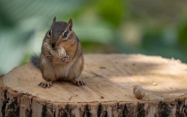 Eastern-Chipmunk-(Tamias-striatus)