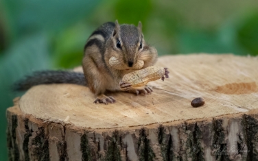 Eastern-Chipmunk-(Tamias-striatus)