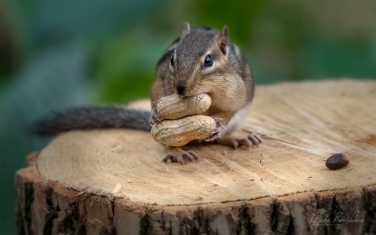 Eastern-Chipmunk-(Tamias-striatus)