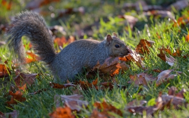 Eastern-Gray-Squirrel-(Sciurus-carolinensis)