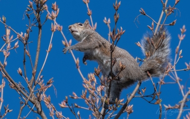 Eastern-Gray-Squirrel-(Sciurus-carolinensis)