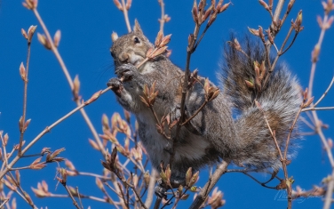 Eastern-Gray-Squirrel-(Sciurus-carolinensis)