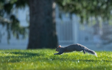 Eastern-Gray-Squirrel-(Sciurus-carolinensis)