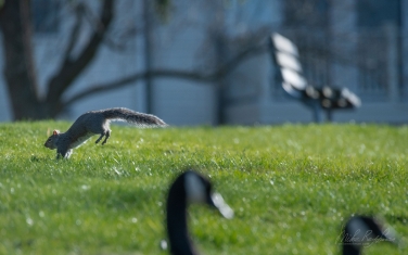 Eastern-Gray-Squirrel-(Sciurus-carolinensis)