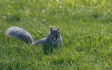 Eastern-Gray-Squirrel-(Sciurus-carolinensis)