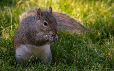 Eastern-Gray-Squirrel-(Sciurus-carolinensis)