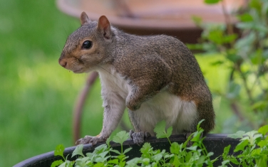 Eastern-Gray-Squirrel-(Sciurus-carolinensis)