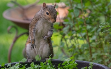 Eastern-Gray-Squirrel-(Sciurus-carolinensis)