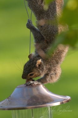 Eastern-Gray-Squirrel-(Sciurus-carolinensis)
