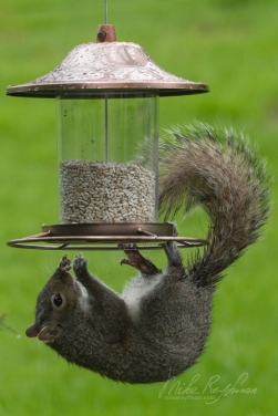 Eastern-Gray-Squirrel-(Sciurus-carolinensis)