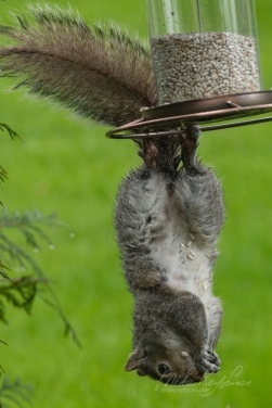 Eastern-Gray-Squirrel-(Sciurus-carolinensis)