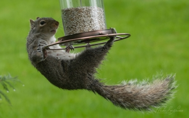 Eastern-Gray-Squirrel-(Sciurus-carolinensis)