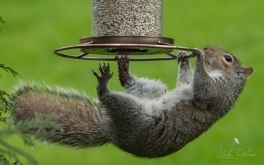 Eastern-Gray-Squirrel-(Sciurus-carolinensis)