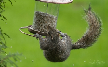Eastern-Gray-Squirrel-(Sciurus-carolinensis)