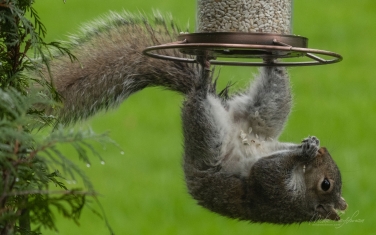 Eastern-Gray-Squirrel-(Sciurus-carolinensis)