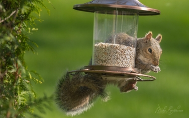 Eastern-Gray-Squirrel-(Sciurus-carolinensis)