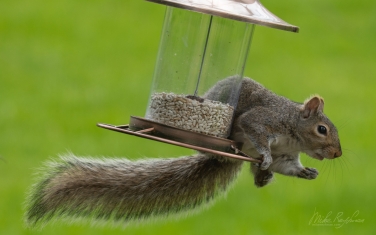 Eastern-Gray-Squirrel-(Sciurus-carolinensis)