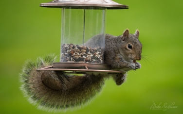 Eastern-Gray-Squirrel-(Sciurus-carolinensis)