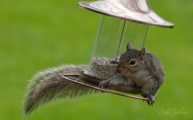 Eastern-Gray-Squirrel-(Sciurus-carolinensis)