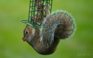 Eastern-Gray-Squirrel-(Sciurus-carolinensis)